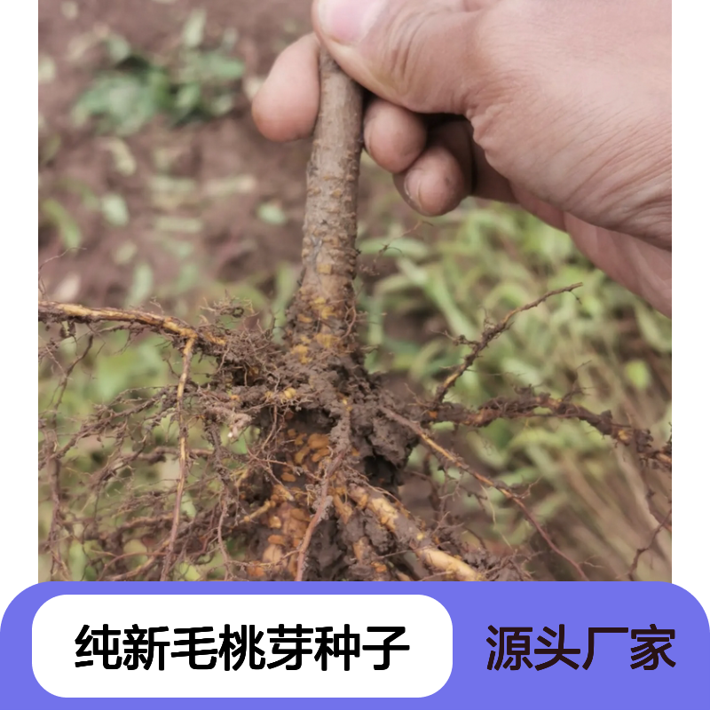 当年纯新毛桃芽种子 产地一手货源免费技术指导