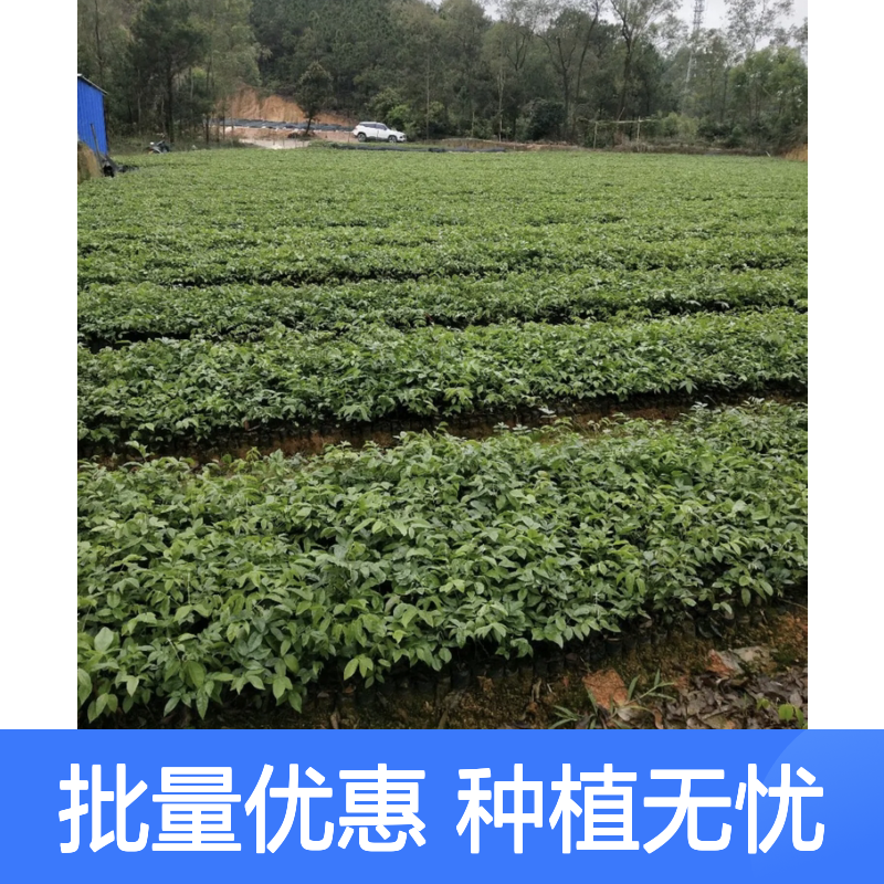 大力薯苗 批发供应 科学种植管理 生长迅速 效益倍增