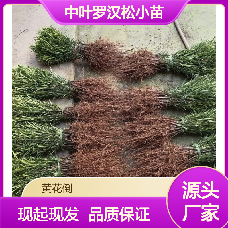 现起现发中叶罗汉松小苗 苗圃产地直供品质保证种植技术分享