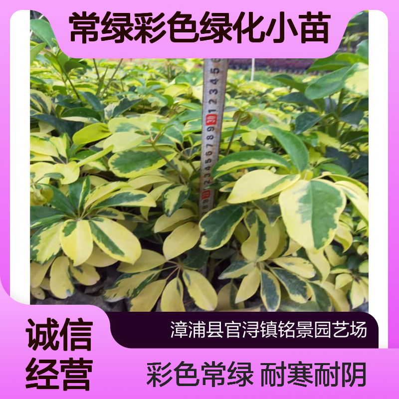 铭景 澳洲鸭脚木01号苗 漳 州产龙枝型常绿观叶小苗 耐寒耐阴绿化佳品