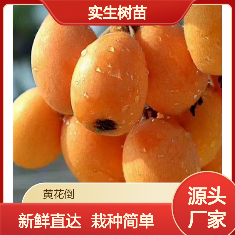 枇杷实生树苗 现挖现卖全国送货 品质优良 果味鲜美