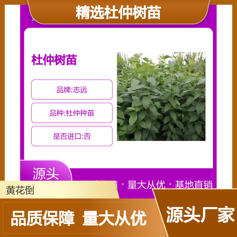 优质杜仲树苗 嫁接苗 生长迅速 适应广 服务周到