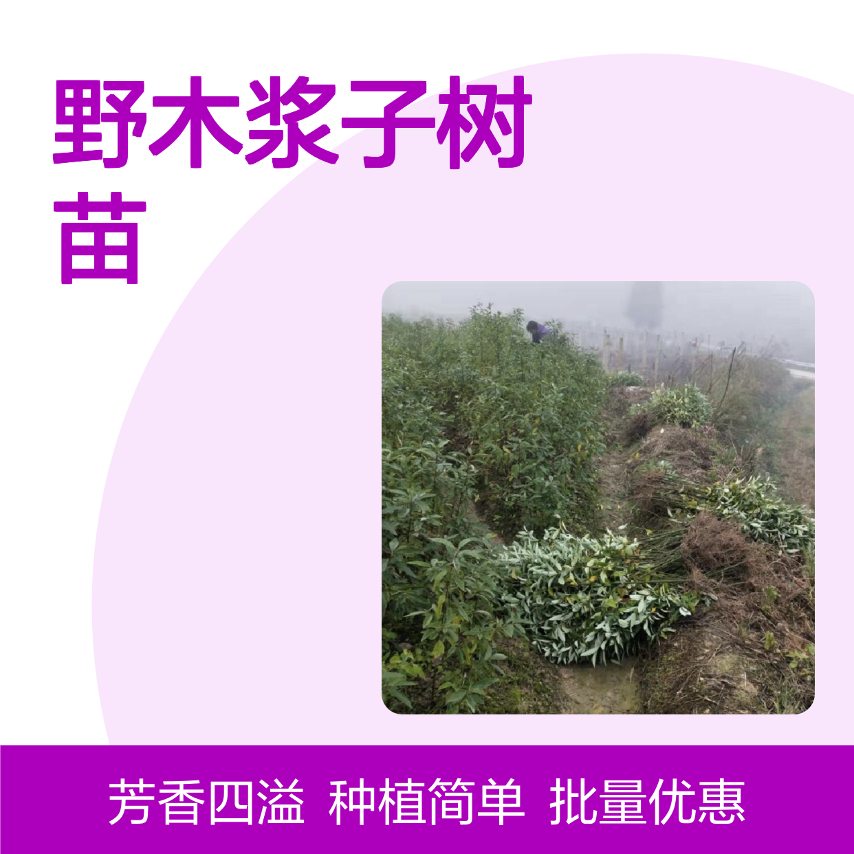野木浆子树苗 基地直供 批量优惠 技术支持 荒山适用