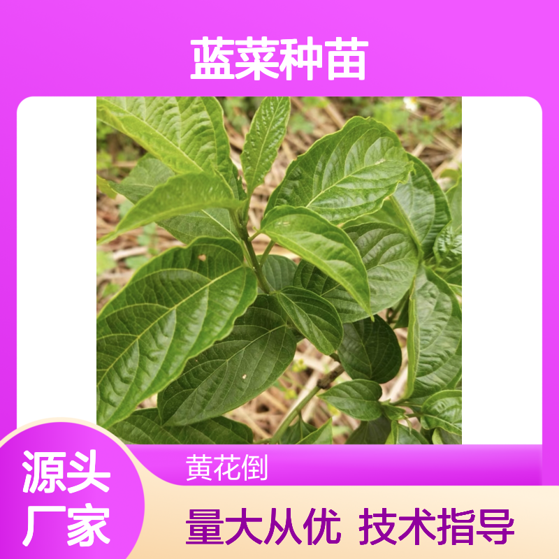 蓝菜种苗 批发供应 种植技术指导 品质优良 成活率高