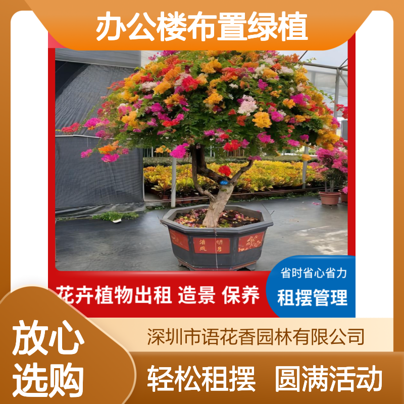 办公楼布置绿植租赁 散尾葵等花卉盆栽出租 免费专业养护服务