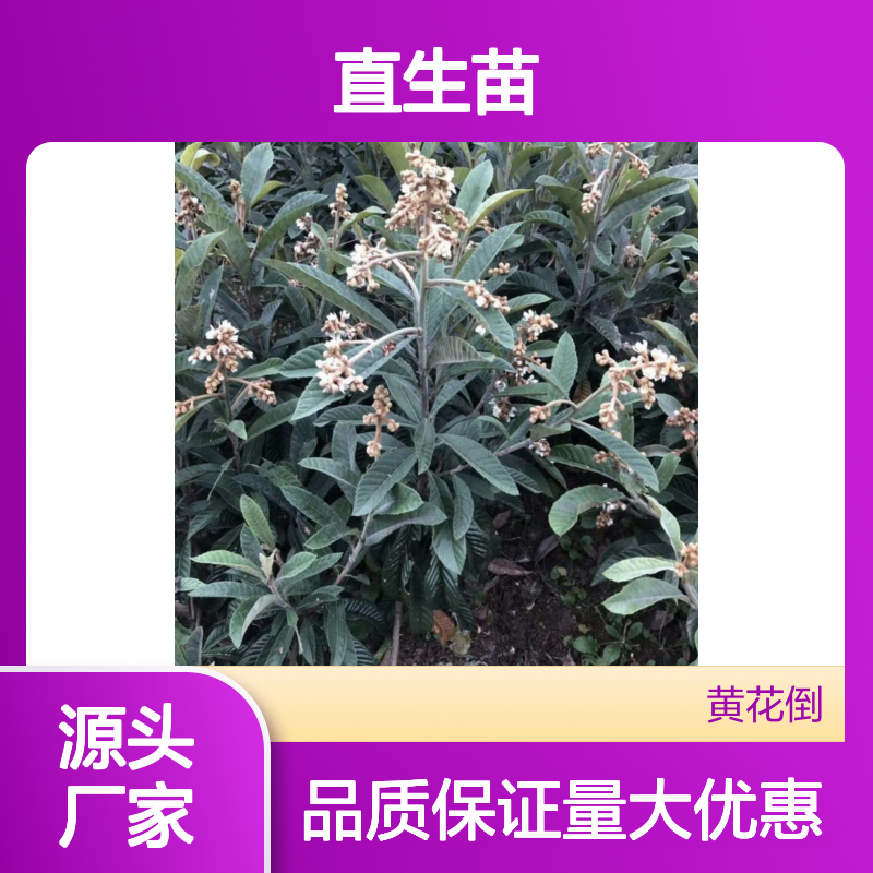 早钟6号枇杷直生苗 基地直发包教技术 品质纯正