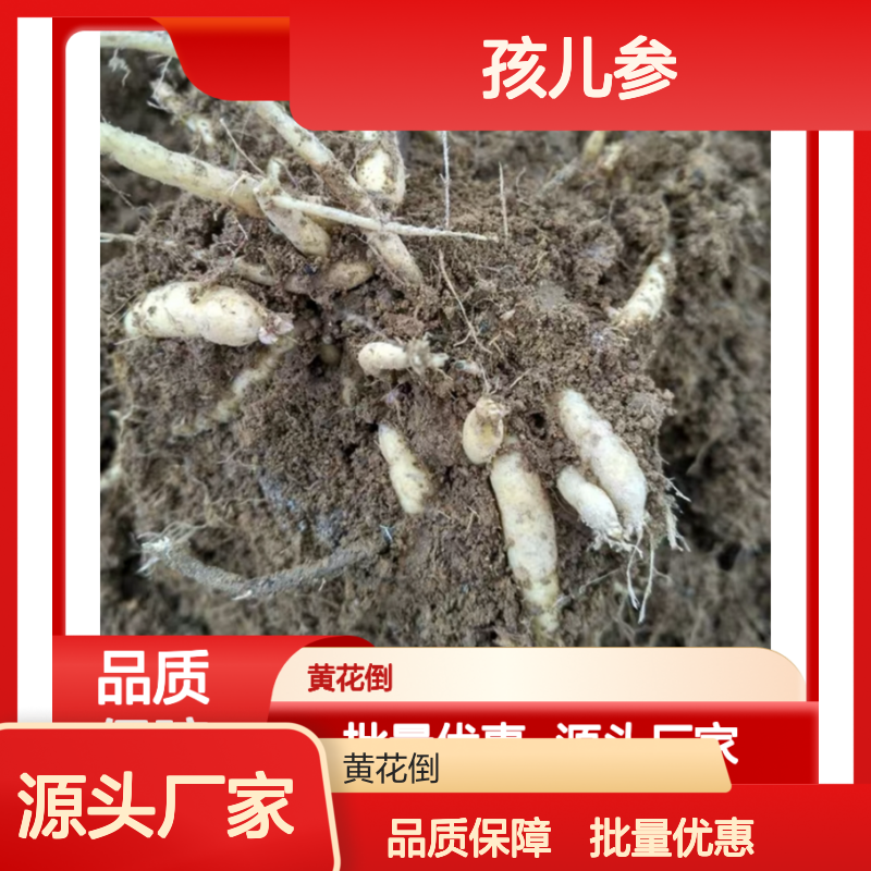 精选孩儿参种苗 百亩种植区出品 药业生产原料