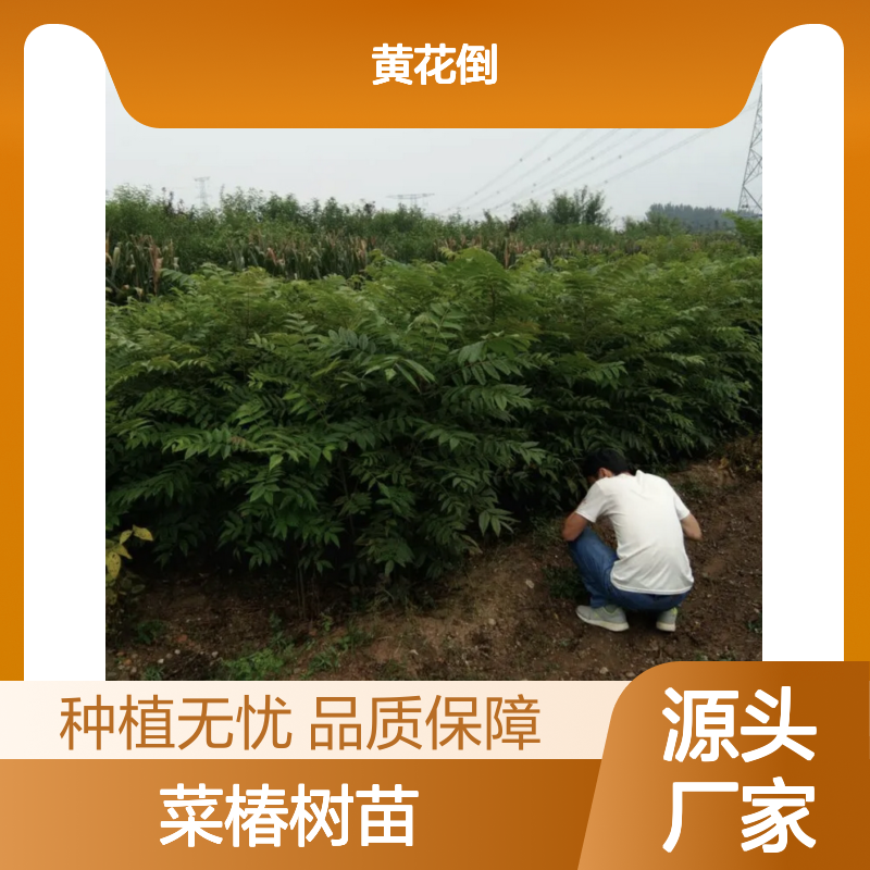 优质菜椿树苗 种植园精选 批量供应 技术指导 成活率高