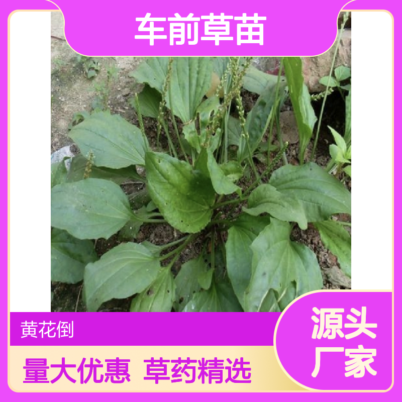 车前草苗批发 药用草本植物 车前草种植园供应