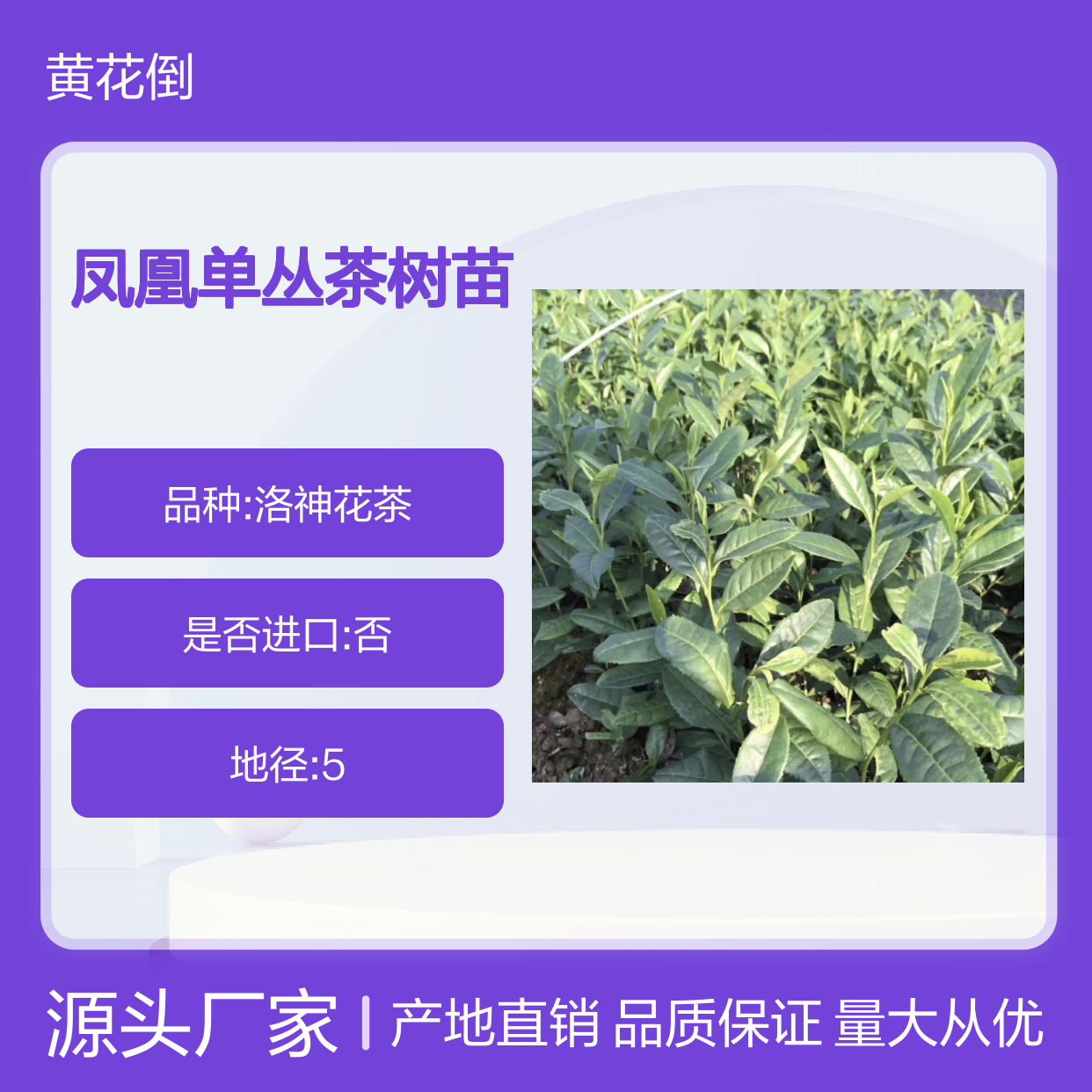 批发凤凰单丛茶苗 春季肥硕 滋味鲜活 品质上乘
