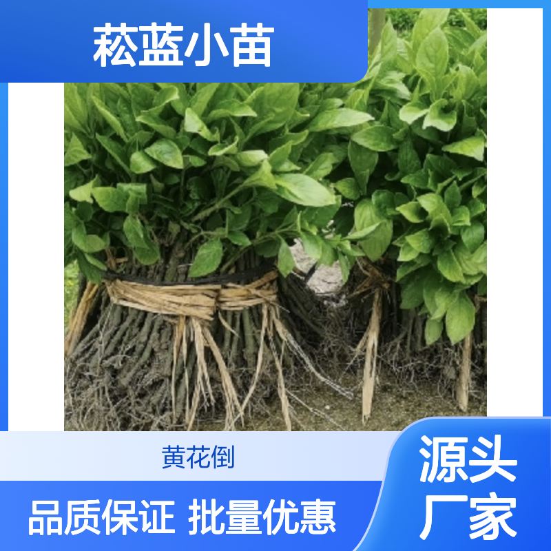 精选菘蓝小苗 基地直供 园林绿化优选 生长旺盛