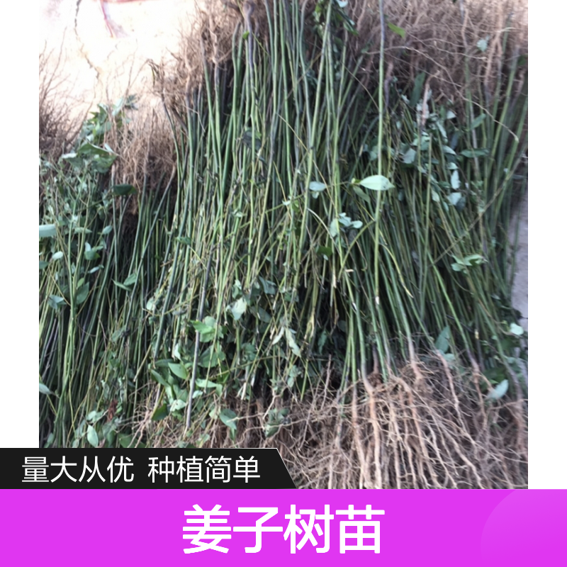 山姜子树苗 批发种植 主产区直供 枝繁叶茂 风味独特