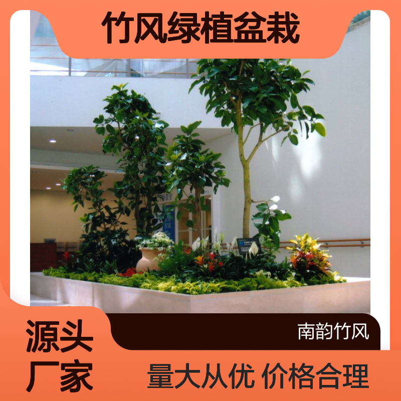 南韵竹风绿植盆栽 租赁服务全覆盖 品种多样 免费换新