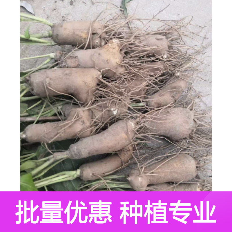 浙术种苗 百亩主产区直供 个大肉厚 香气浓郁 品质保证