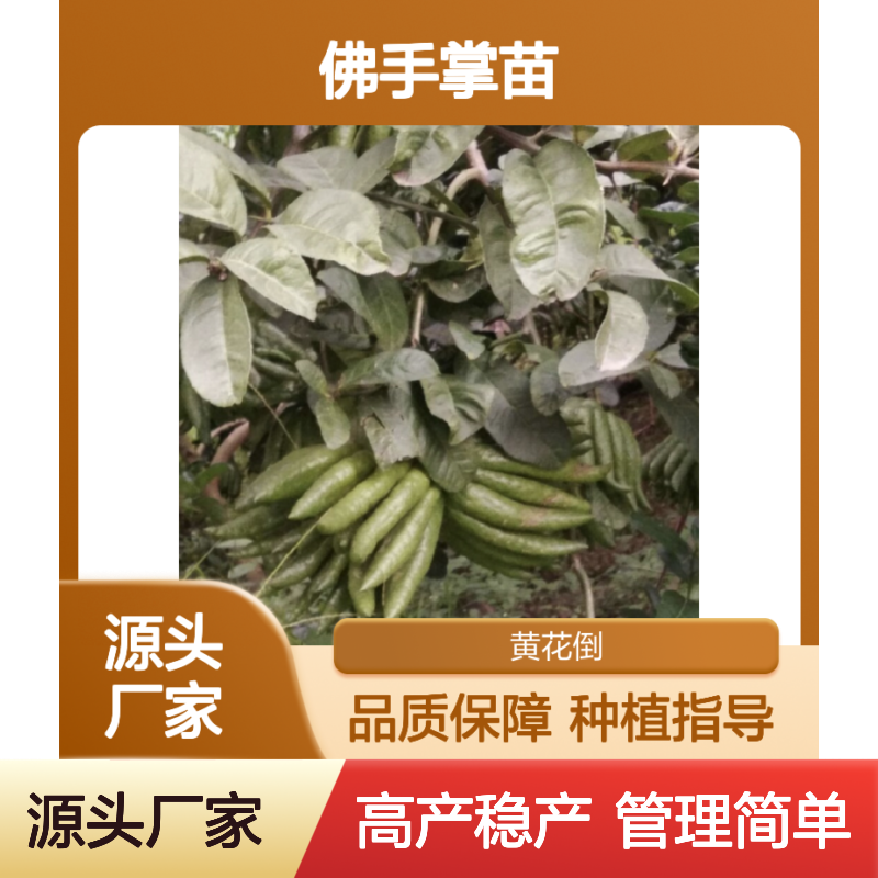 佛手掌苗 百亩种植园直供 批发零售 高产稳产 管理简单
