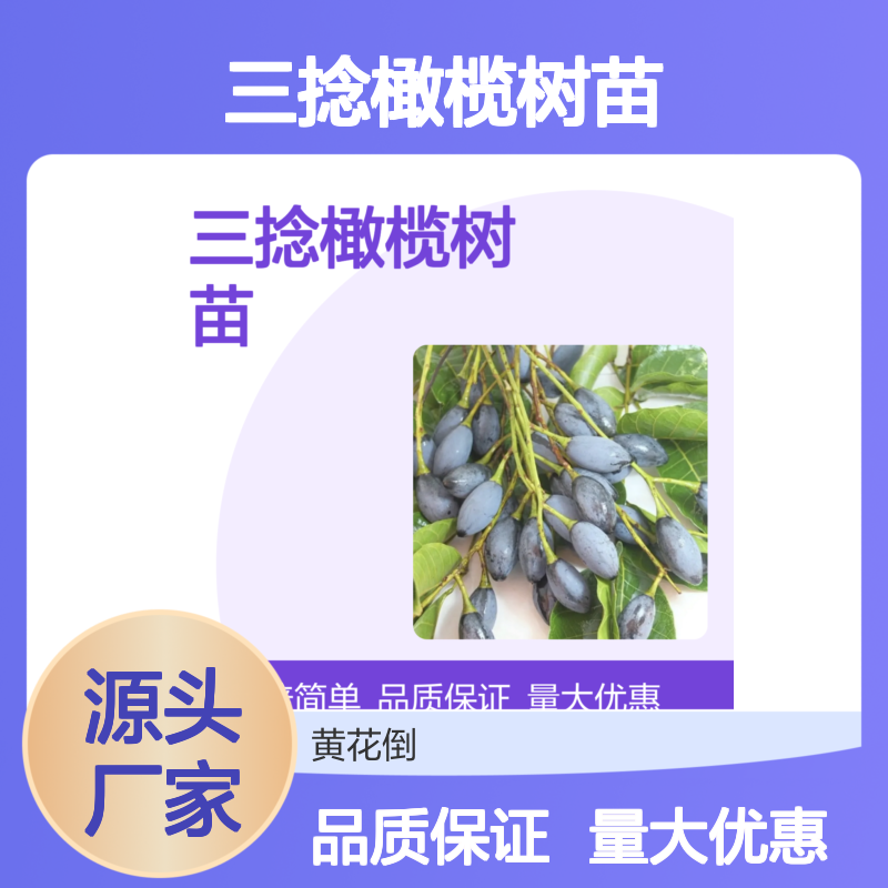 三捻橄榄树苗 百年树种历史 优质批发 高存活率