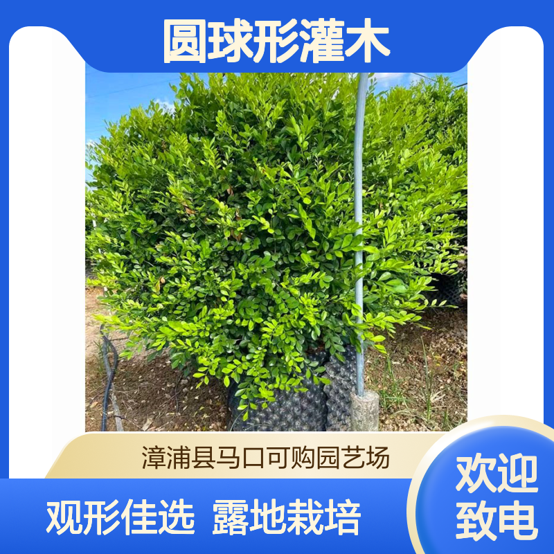可购品牌七里香球 露地栽培圆球形灌木 株高2米蓬径1.5米 观形优选
