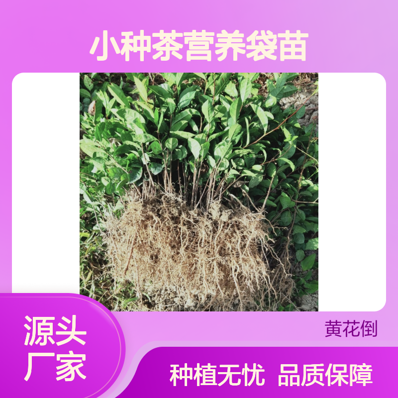 正山小种茶营养袋苗 基地直发品质纯正 包教技术
