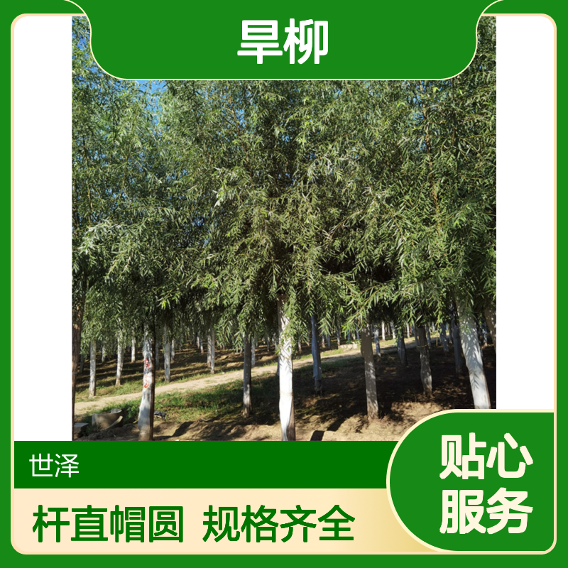 12-25公分旱柳 基地种植 现挖现卖 杆直帽圆 规格全 装车带土球