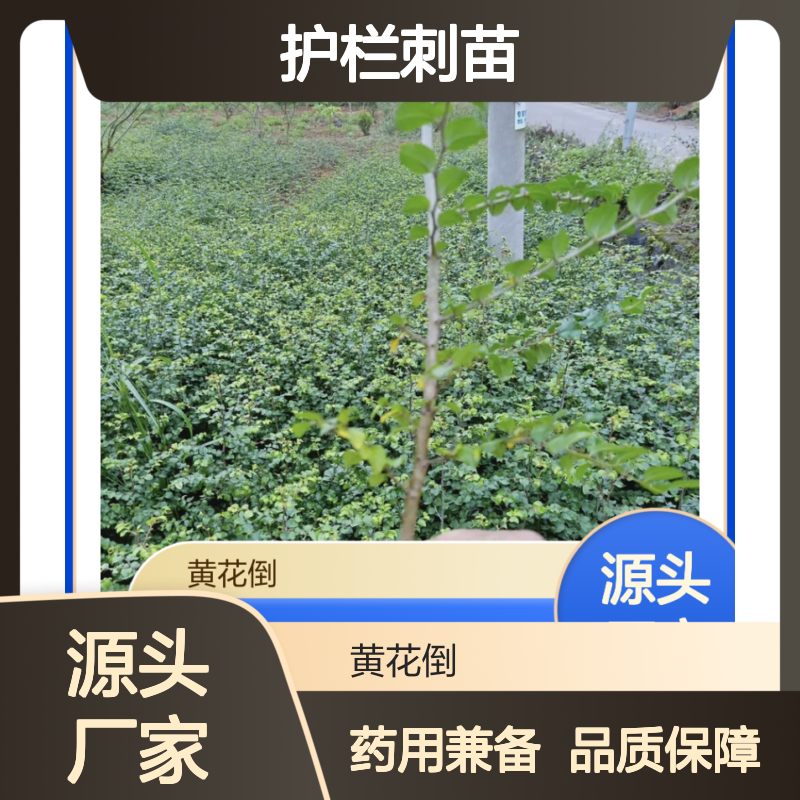 护栏刺苗 黄花倒绿禽 药用兼备 木材坚硬 分枝密集