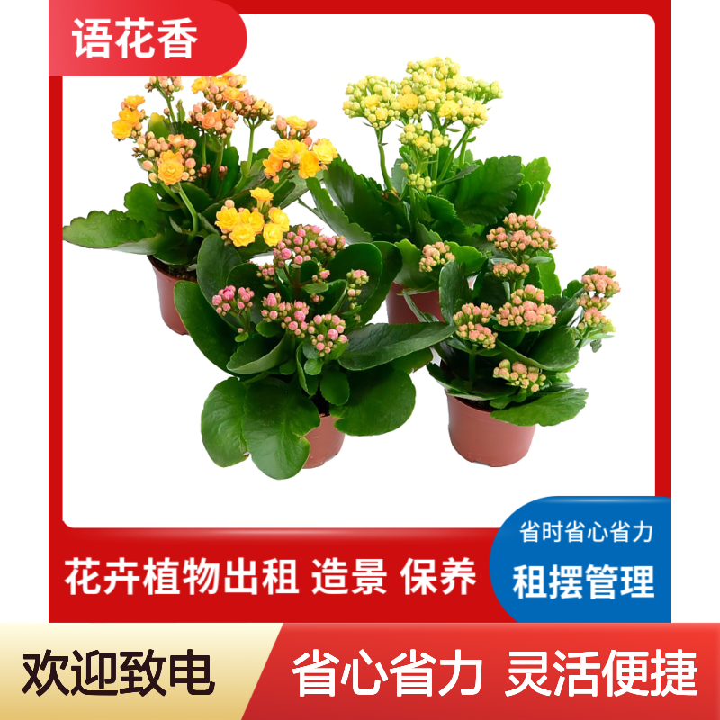 办公室绿植租摆 园艺造景设计 花卉植物出租 省时省心服务