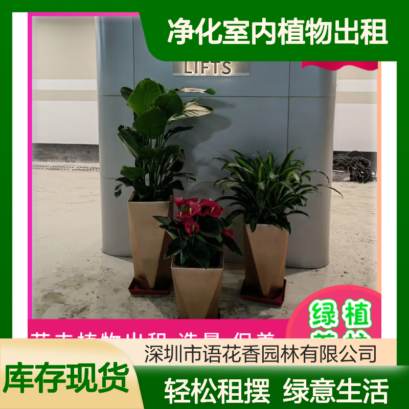 净化室内植物出租 发财树栀子花组合 长期短期租摆服务