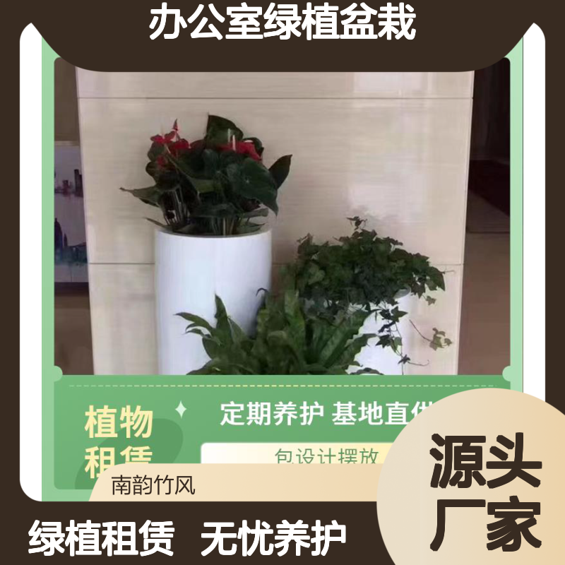 南韵竹风 办公室绿植盆栽 花卉植物租赁公司 保持新鲜 无条件更换