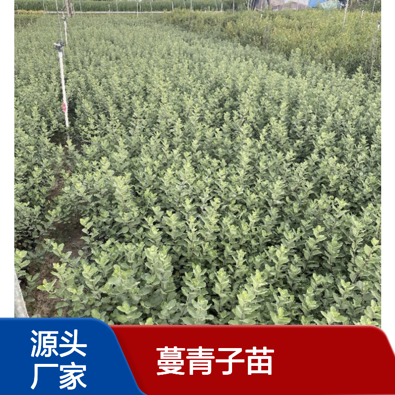 蔓青子苗百亩种植 供应批发 品质优良 防风固沙