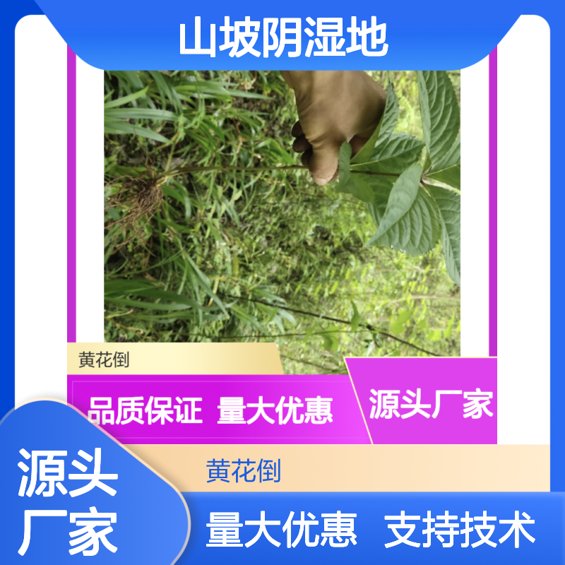 四匹瓦种苗 山坡阴湿地优选品种 技术领先 专业培育