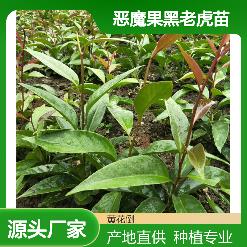 恶魔果黑老虎苗 百亩种植区直供 手工采摘 质量保障