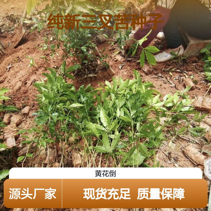 当年新采三叉苦种子 药用价值高 带技术指导 芸香科植物
