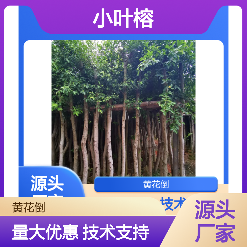 3公分小叶榕 园林绿化优选 常绿灌木 易于养护 观赏性强