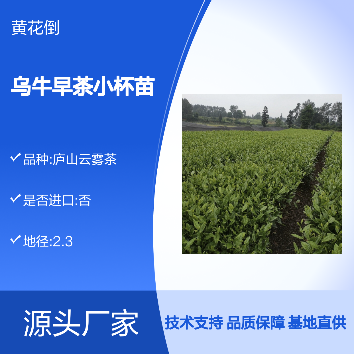 乌牛早茶小杯苗 苗圃直供品质保证 技术分享 种植经验
