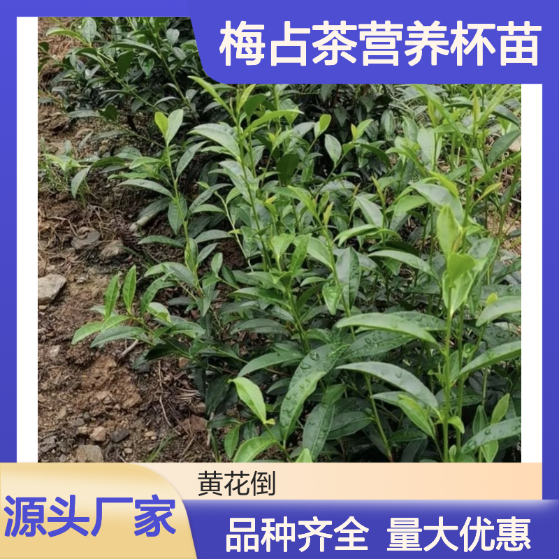 基地批发梅占茶营养杯苗 品种齐全质量保证根系发达种植好管理