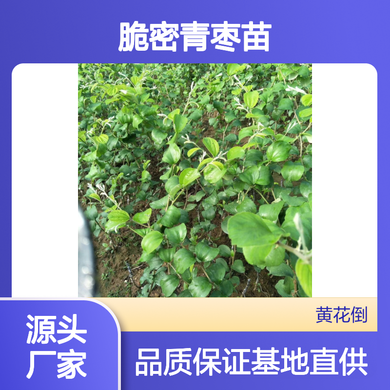 脆密青枣苗 基地直供 当年挂果 丰产稳产 胶含量高