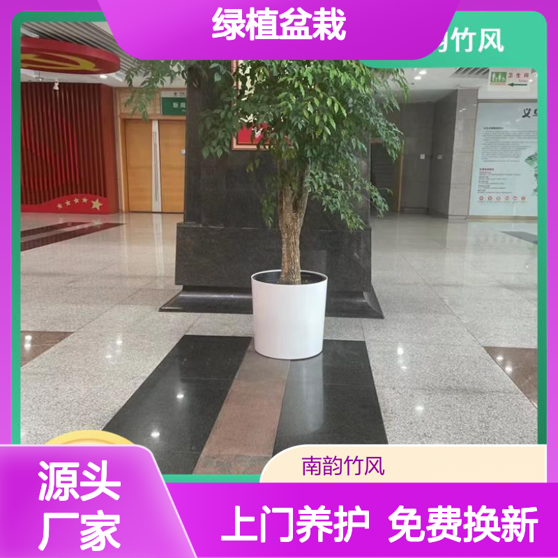 绿植盆栽租摆 办公室常见花卉摆放 龙 华新区常见的植物盆栽品种
