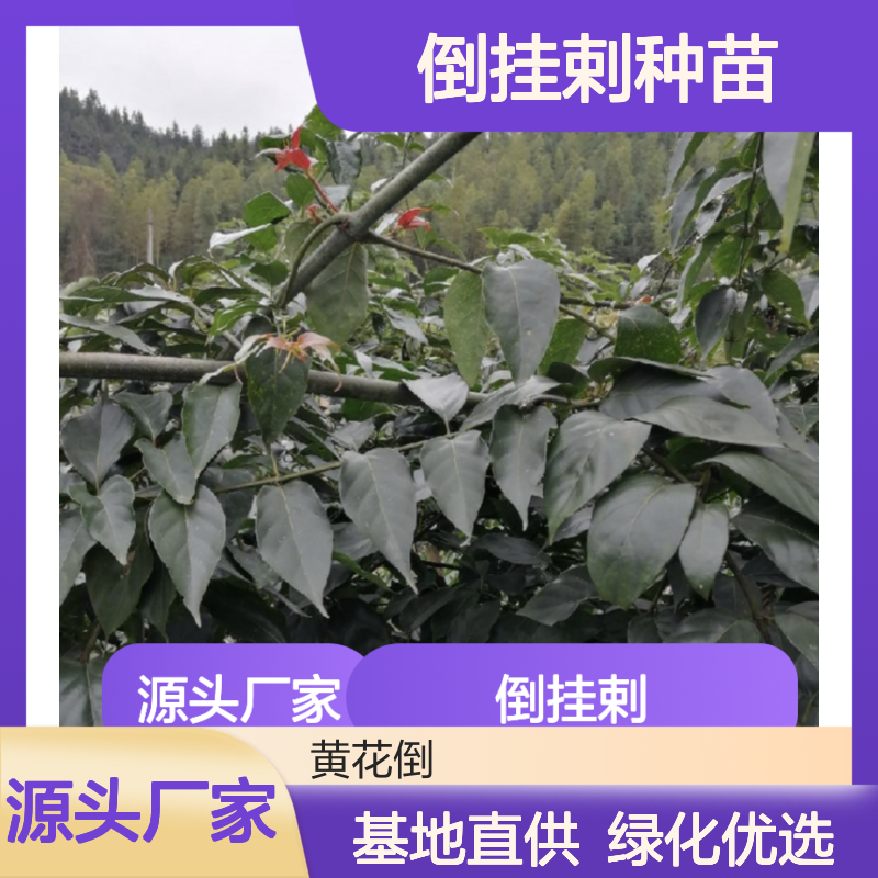 倒挂剌种苗 基地直供 绿化优选 生长健壮 易于管理