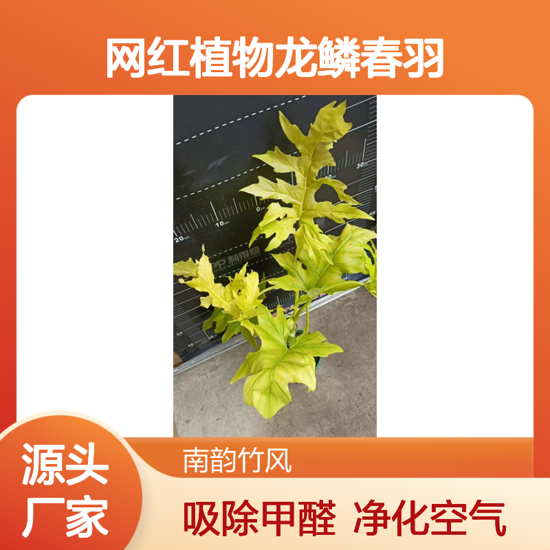 网红植物龙鳞春羽 绿化苗木春羽7斤袋 园林景观常用绿植 南韵竹风