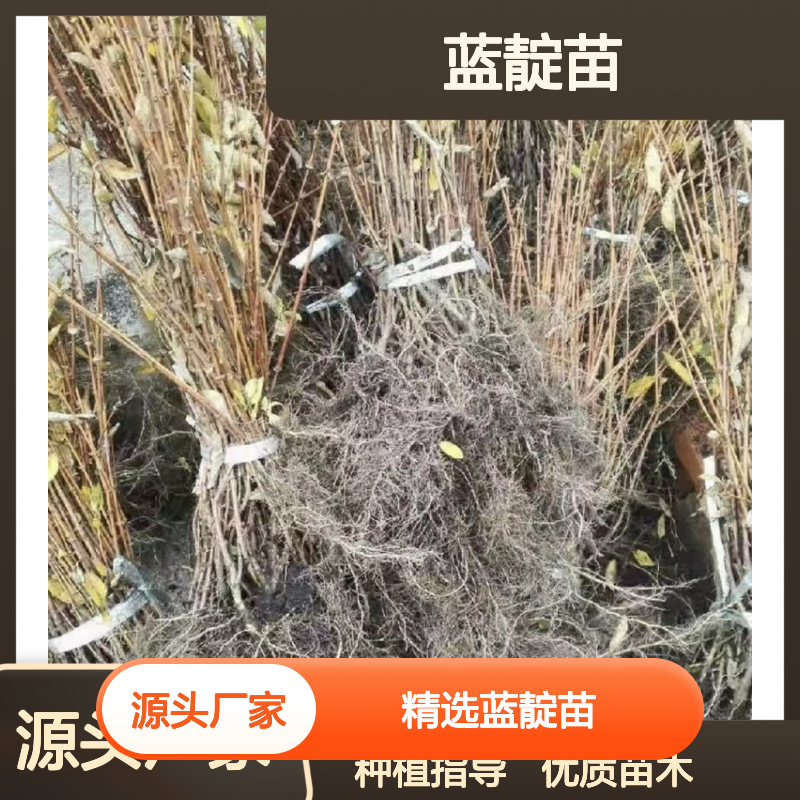 精选蓝靛苗 种植园直供 根系发达 高产甜口 适应性强