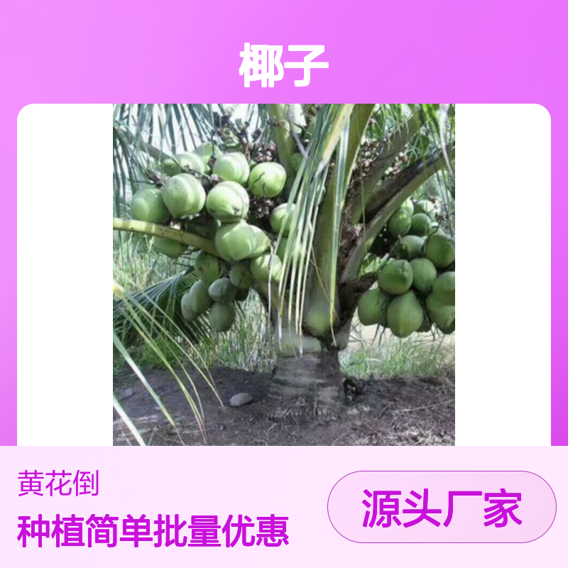 泰国椰子百亩种植 主产区直供批发 品质优良 成苗率高