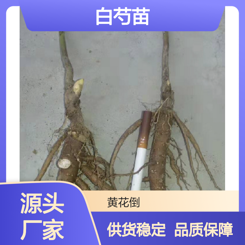 优质白芍苗批发 观赏药用兼备 生长迅速 种植技术成熟
