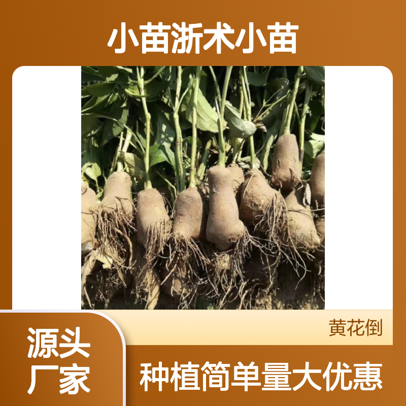 浙术小苗 园林常绿灌木 批发供应 易于栽培 生长迅速
