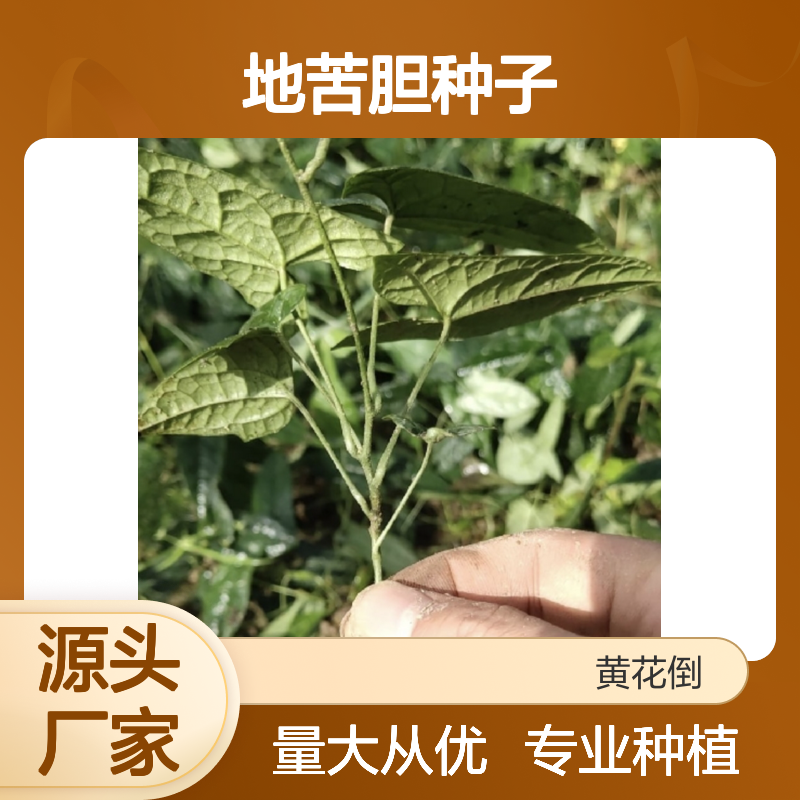 当年新鲜地苦胆种子 自营基地直供技术指导 品质保证