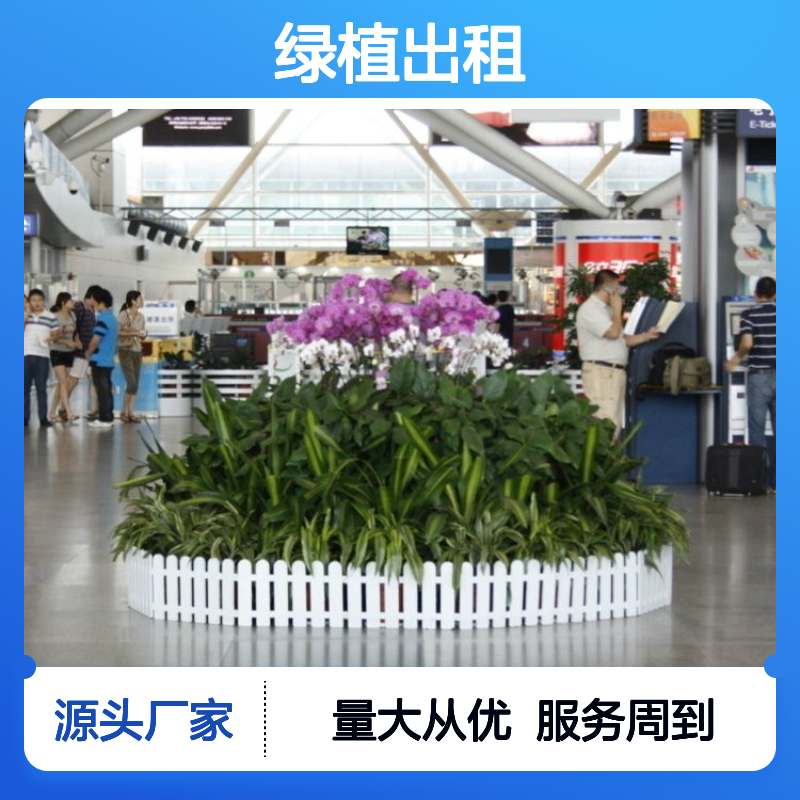 绿植出租服务 南韵竹风厂家直供 品种多样 成活率高