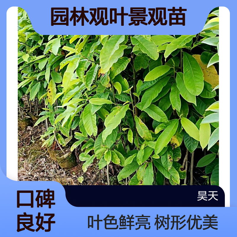 观光木营养杯苗木 树龄1一3年 杯口直径12CM 园林观叶景观苗