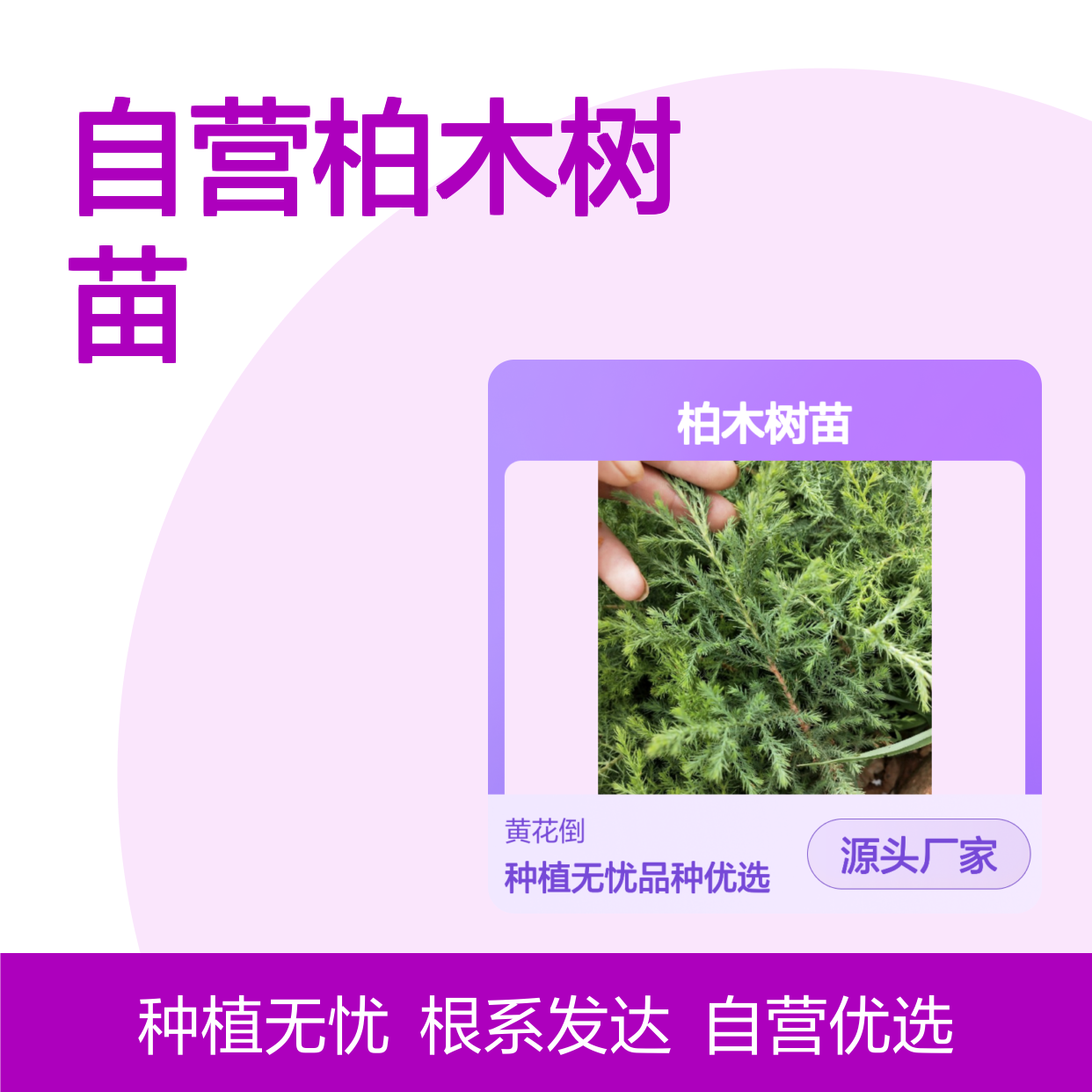 苗木合作社自营柏木树苗 根系发达种植简单 质量保证
