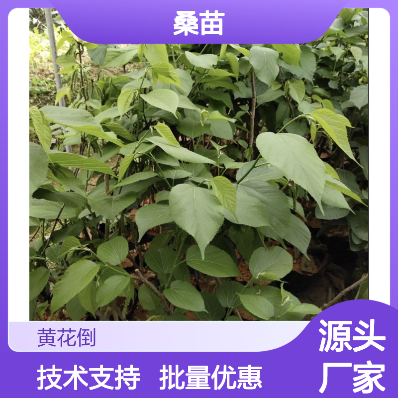 长果桑苗 种植园精选 批发供应 技术指导 成活率高