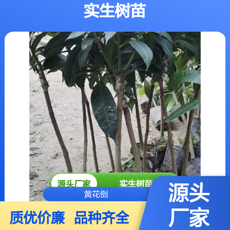 基地批发金煌芒果实生树苗 品种齐全质量保证 根系发达种植好管理