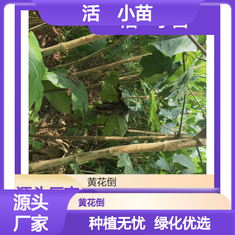 活莌小苗 基地直供 批量种植 适应性强 易于管理