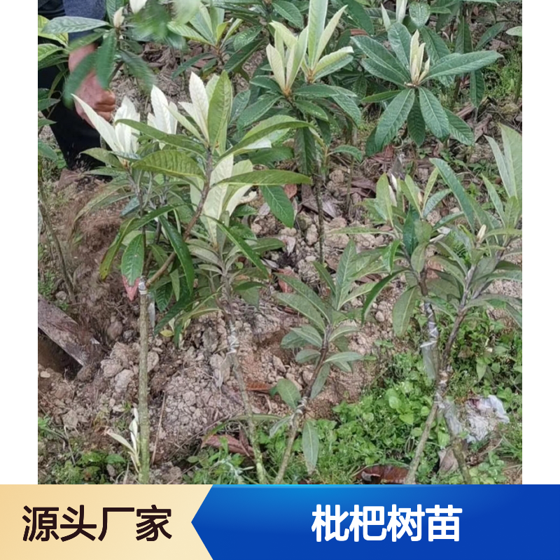 枇杷树苗批发 园林种植优选 基地直供 高产稳产